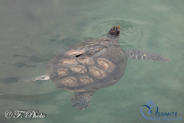 Les candidates visitent Kélonia, l'observatoire des tortues marines